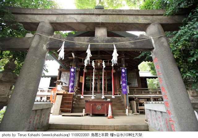 氷川神社例大祭2011 本殿、里神楽 1109232001 鳥居と本殿 幡ヶ谷氷川神社大祭 photo