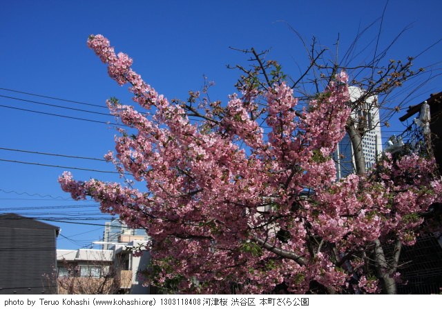 2013年3月11日 1303118408 河津桜 渋谷区 本町さくら公園 photo