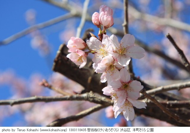 2013年3月11日 1303118435 啓翁桜(けいおうざくら) 渋谷区 本町さくら公園 photo