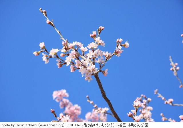 2013年3月11日 1303118439 啓翁桜(けいおうざくら) 渋谷区 本町さくら公園 photo