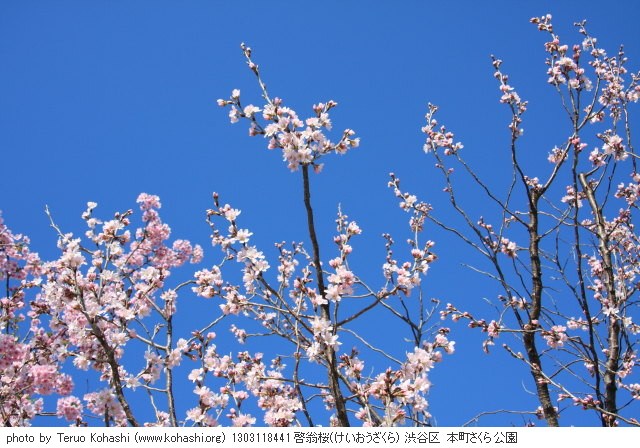 2013年3月11日 1303118441 啓翁桜(けいおうざくら) 渋谷区 本町さくら公園 photo