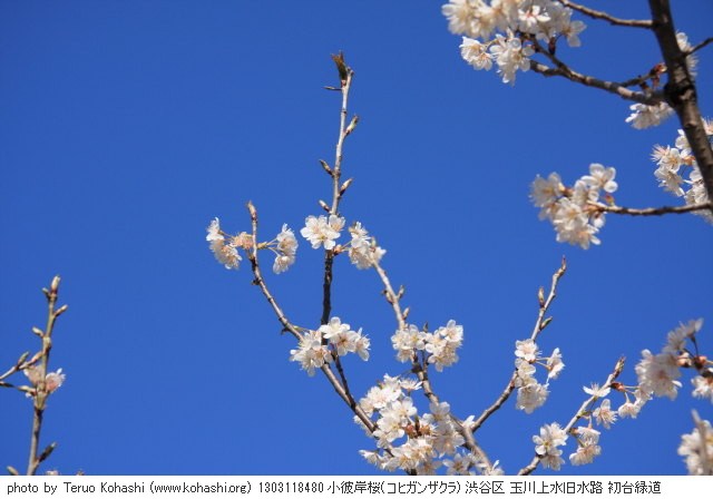 2013年3月11日 1303118480 小彼岸桜(コヒガンザクラ) 渋谷区 玉川上水旧水路 初台緑道 photo