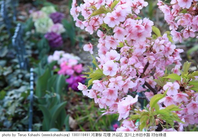 2013年3月11日 1303118491 河津桜 花壇 渋谷区 玉川上水旧水路 初台緑道 photo
