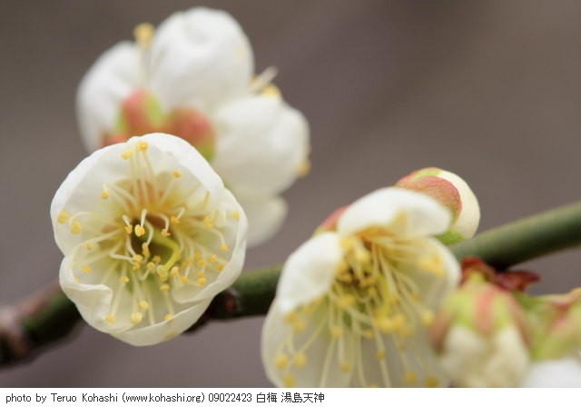 湯島天神、界隈 ~2009 09022423 白梅 湯島天神 photo