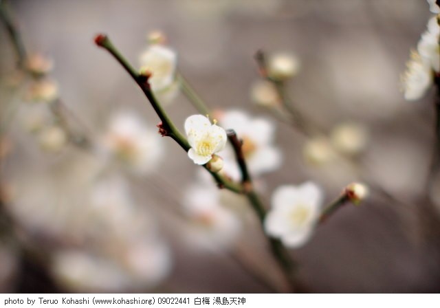 湯島天神、界隈 ~2009 09022441 白梅 湯島天神 photo