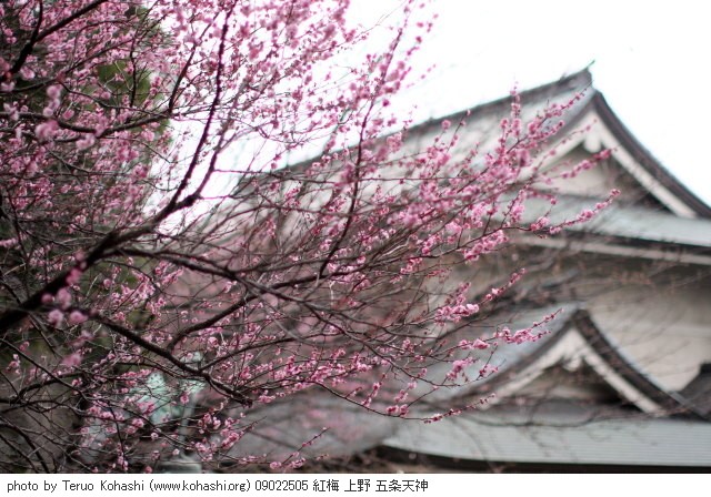 梅・白梅・紅梅 09022505 紅梅 上野 五条天神 thumbnail