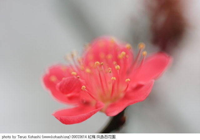 梅・蝋梅 09023614 紅梅 向島百花園 thumbnail