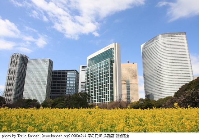 菜の花 09034244 菜の花畑 浜離宮恩賜庭園 thumbnail