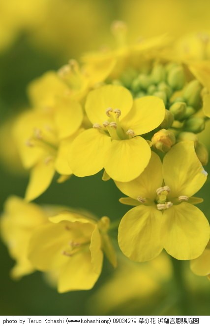 菜の花 09034279 菜の花 浜離宮恩賜庭園 thumbnail