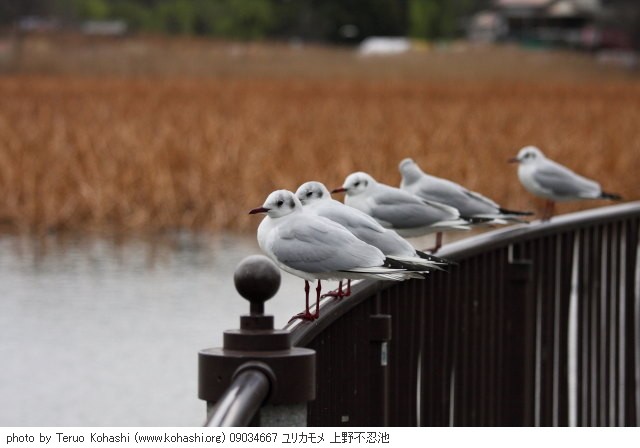 上野公園 ~2009 09034667 ユリカモメ 上野不忍池 photo