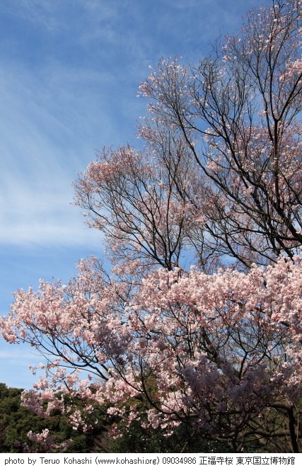 上野公園 ~2009 09034986 正福寺桜 東京国立博物館 photo