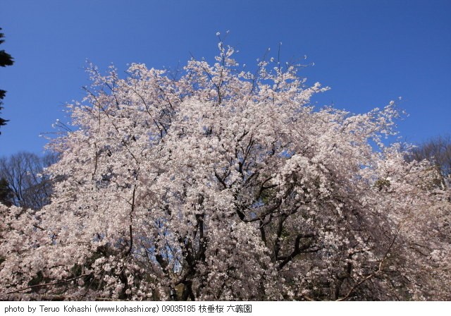 桜 09035185 枝垂桜 六義園 thumbnail