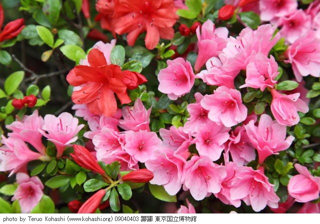 上野公園 ~2009 09040403 躑躅 東京国立博物館 photo