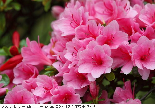 4月の上野公園+東京国立博物館 09040418 躑躅 東京国立博物館 thumbnail