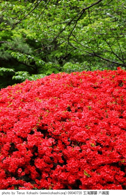 六義園 ~2009 09040720 玄海躑躅 六義園 photo