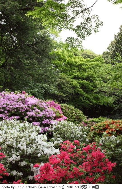 躑躅・ツツジ 09040724 躑躅 六義園 thumbnail