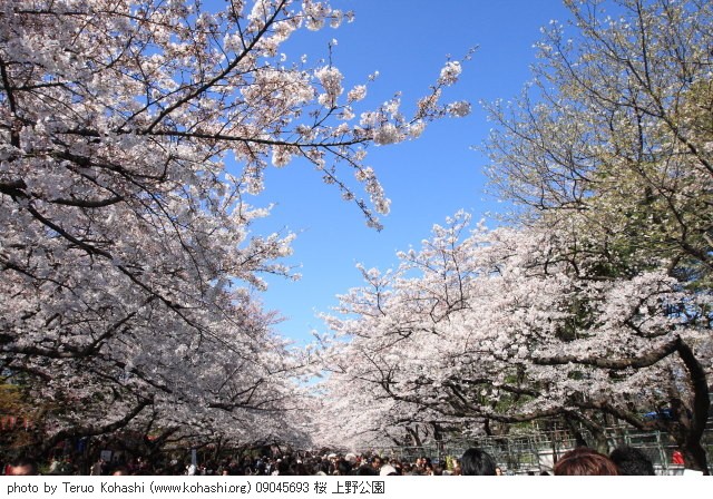 上野公園 ~2009 09045693 桜 上野公園 thumbnail