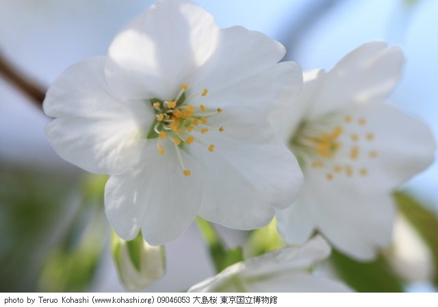 上野公園 ~2009 09046053 大島桜 東京国立博物館 photo