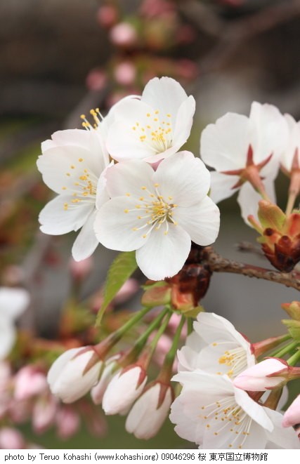 桜・さくら・サクラ 09046296 桜 東京国立博物館 thumbnail