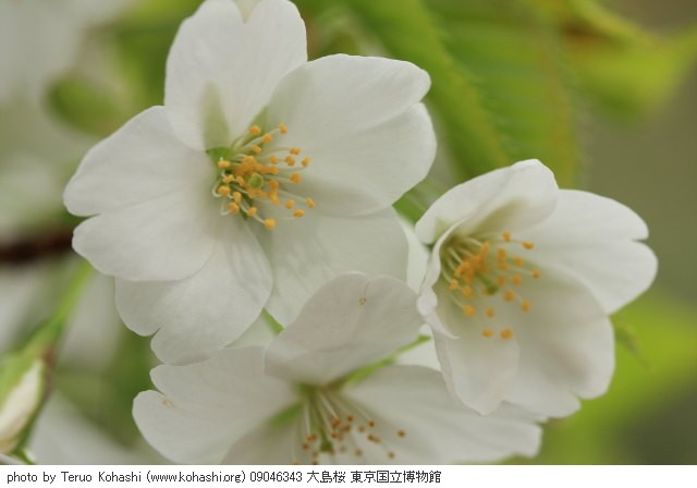 上野公園 ~2009 09046343 大島桜 東京国立博物館 photo