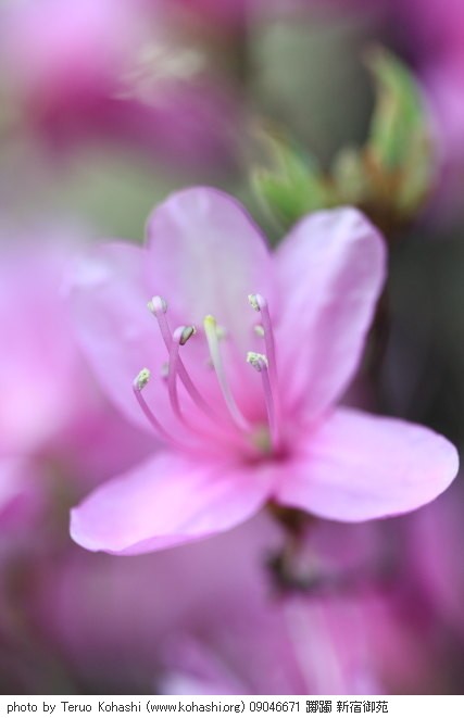 新宿中央公園、新宿御苑、その界隈 ~2009 09046671 躑躅 新宿御苑 thumbnail