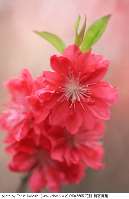 桃 09046685 花桃 新宿御苑 thumbnail