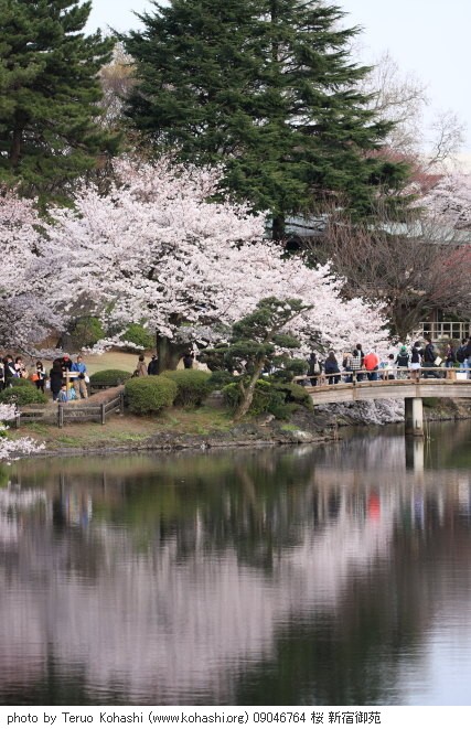 桜・さくら・サクラ 09046764 桜 新宿御苑 thumbnail