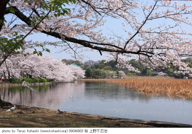 4月の上野公園+東京国立博物館 09046803 桜 上野不忍池 thumbnail
