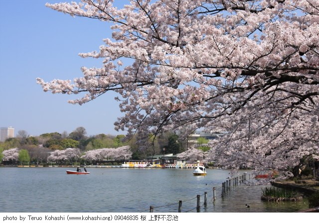 桜・さくら・サクラ 09046835 桜 上野不忍池 thumbnail