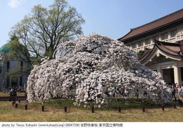 上野公園 ~2009 09047290 吉野枝垂桜 東京国立博物館 photo