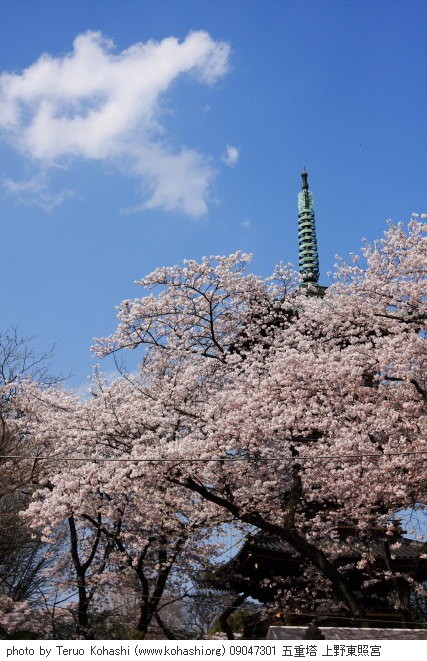 これまでの4月の見頃見所 09047301 五重塔 上野東照宮 thumbnail