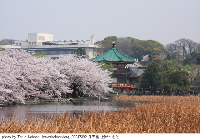 上野公園 ~2009 09047392 弁天堂 上野不忍池 photo