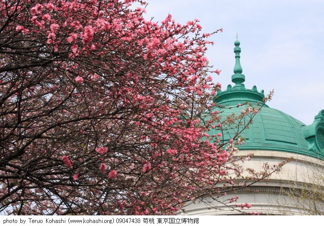 桃・モモ・花桃・菊桃 09047438 菊桃 東京国立博物館 thumbnail