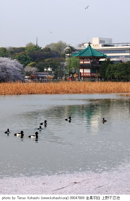 4月の上野公園+東京国立博物館 09047869 金黒羽白 上野不忍池 thumbnail
