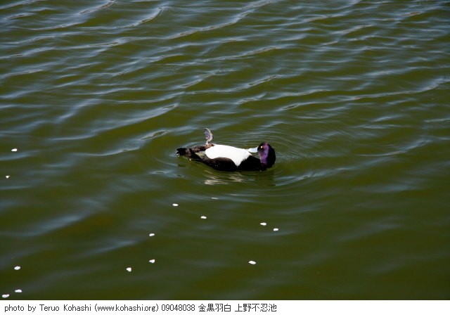 上野公園 ~2009 09048038 金黒羽白 上野不忍池 thumbnail