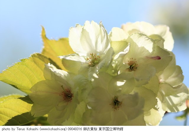 上野公園 ~2009 09048316 御衣黄桜 東京国立博物館 thumbnail