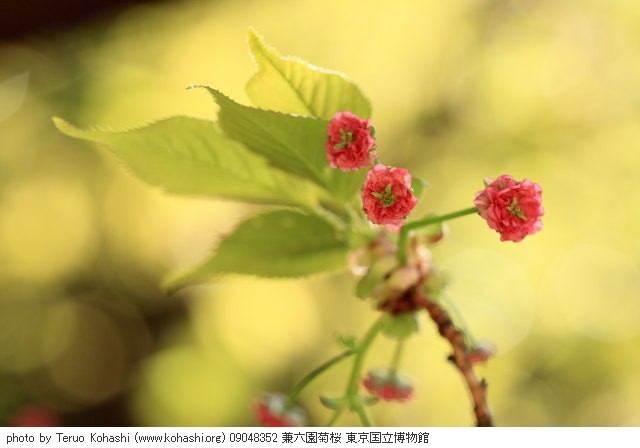 上野公園 ~2009 09048352 兼六園菊桜 東京国立博物館 photo