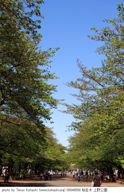 桜 09048598 桜並木 上野公園 thumbnail