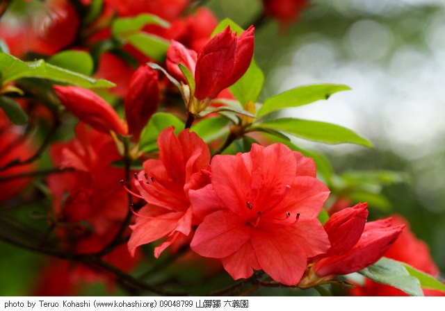 六義園 ~2009 09048799 山躑躅 六義園 photo