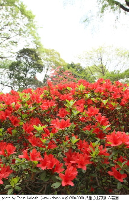 躑躅・ツツジ 09048808 八重の山躑躅 六義園 thumbnail