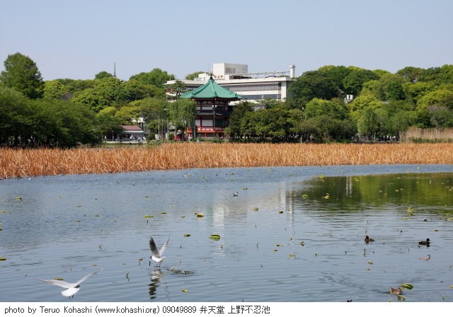上野公園 ~2009 09049889 弁天堂 上野不忍池 thumbnail