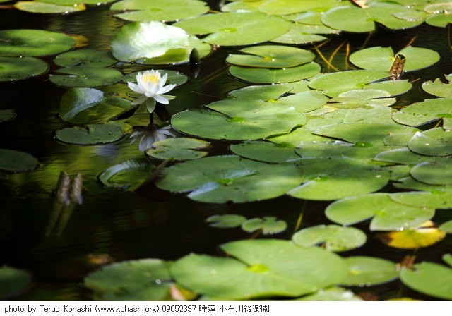 睡蓮・スイレン 09052337 睡蓮 小石川後楽園 thumbnail