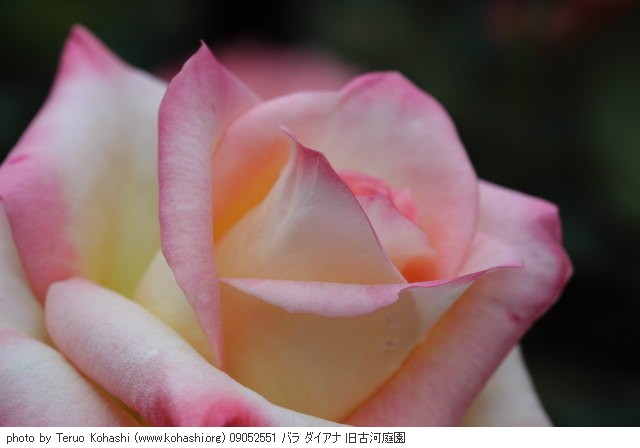 薔薇(バラ) 09052551 バラ ダイアナ 旧古河庭園 thumbnail