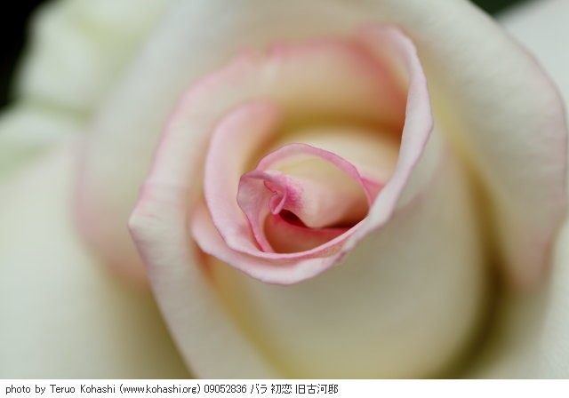 薔薇(バラ) 09052836 バラ 初恋 旧古河邸 thumbnail