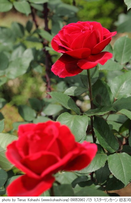 薔薇・バラ 09052862 バラ ミスターリンカーン 旧古河庭園 thumbnail