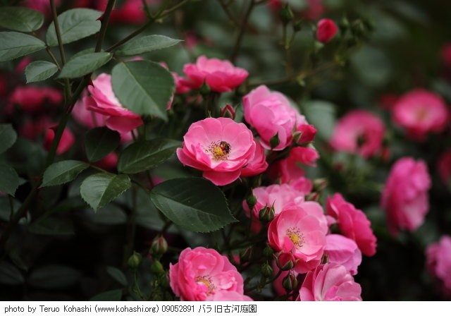 薔薇 09052891 バラ 旧古河庭園 thumbnail