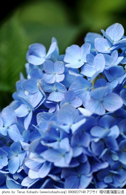 紫陽花・アジサイ 0906027148 アジサイ 堀切菖蒲園沿道 thumbnail