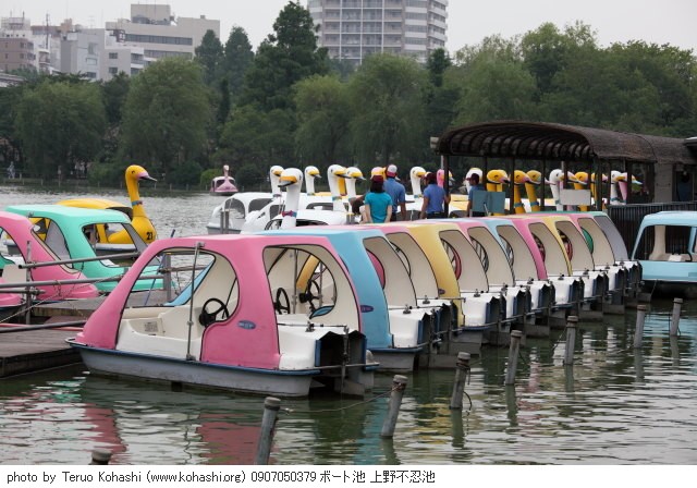 上野公園 ~2009 0907050379 ボート池 上野不忍池 photo