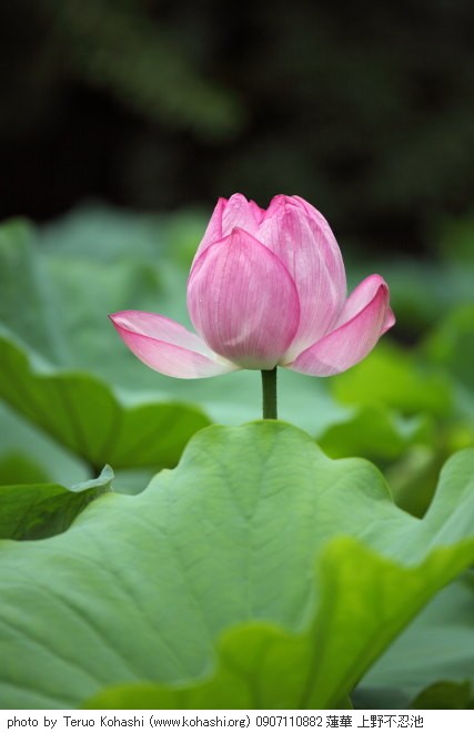 上野公園 ~2009 0907110882 蓮華 上野不忍池 photo