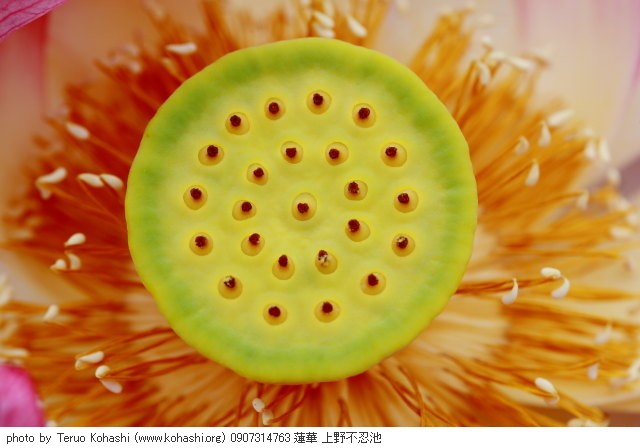 上野公園 ~2009 0907314763 蓮華 上野不忍池 photo